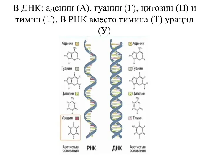 В ДНК: аденин (А), гуанин (Г), цитозин (Ц) и тимин (Т).