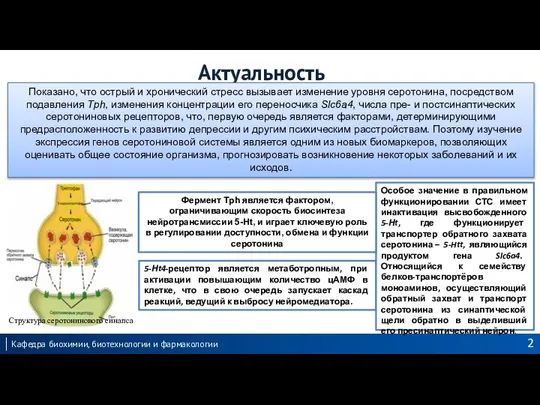 Актуальность 5-Нt4-рецептор является метаботропным, при активации повышающим количество цАМФ в клетке,