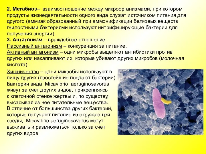 2. Метабиоз– взаимоотношение между микроорганизмами, при котором продукты жизнедеятельности одного вида