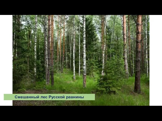 Смешанный лес Русской равнины