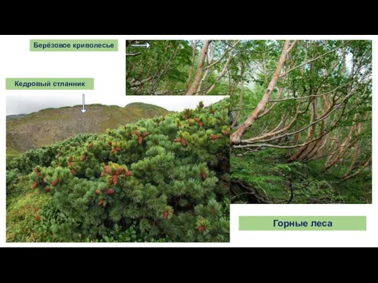 Горные леса Берёзовое криволесье Кедровый стланник