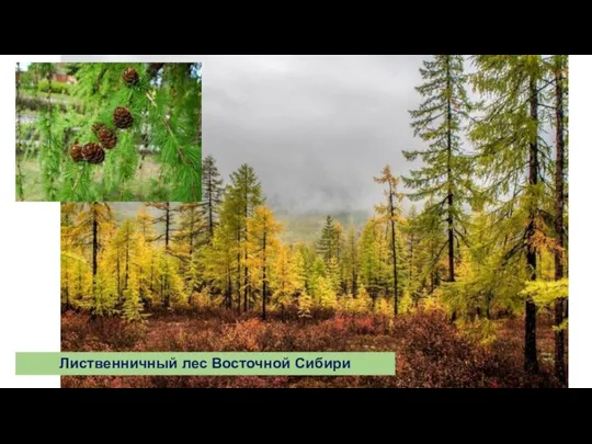 Лиственничный лес Восточной Сибири