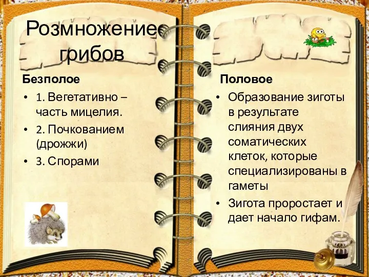 Розмножение грибов Безполое 1. Вегетативно – часть мицелия. 2. Почкованием (дрожжи)