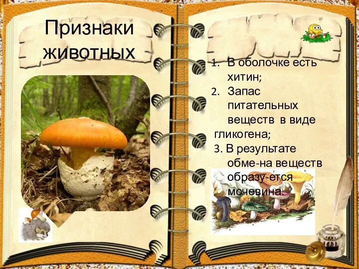 Признаки животных В оболочке есть хитин; Запас питательных веществ в виде