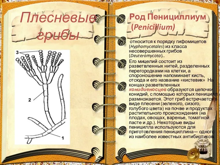 Плесневые грибы относится к порядку гифомицетов (Hyphomycetales) из класса несовершенных грибов