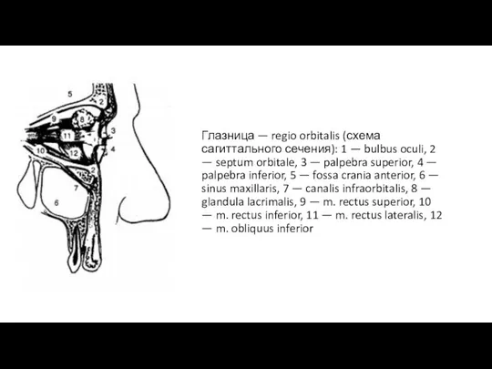 Глазница — regio orbitalis (схема сагиттального сечения): 1 — bulbus oculi,