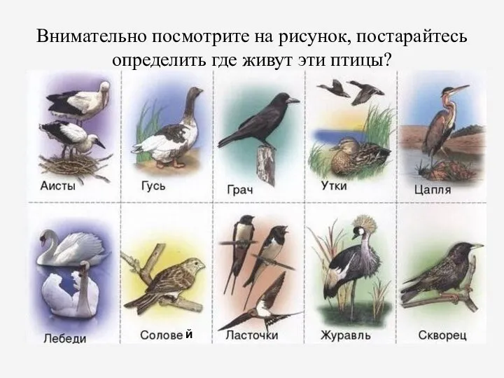 Внимательно посмотрите на рисунок, постарайтесь определить где живут эти птицы? й