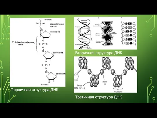 Первичная структура ДНК Вторичная структура ДНК Третичная структура ДНК