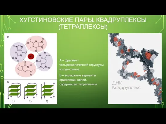 ХУГСТИНОВСКИЕ ПАРЫ. КВАДРУПЛЕКСЫ (ТЕТРАПЛЕКСЫ) А – фрагмент четырехцепочечной структуры из гуанозинов