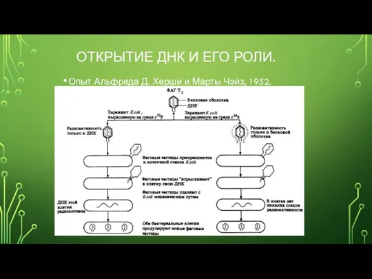 Опыт Альфреда Д. Херши и Марты Чэйз, 1952. ОТКРЫТИЕ ДНК И ЕГО РОЛИ.