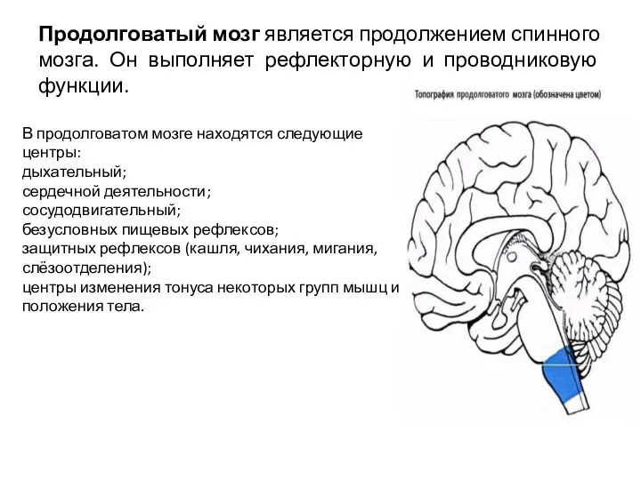 Продолговатый мозг является продолжением спинного мозга. Он выполняет рефлекторную и проводниковую