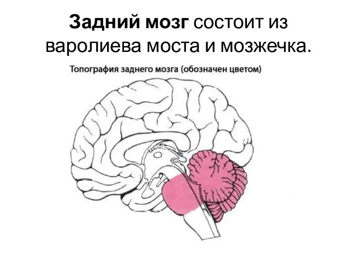 Задний мозг состоит из варолиева моста и мозжечка.