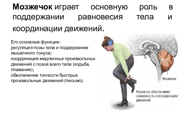 Мозжечок играет основную роль в поддержании равновесия тела и координации движений.