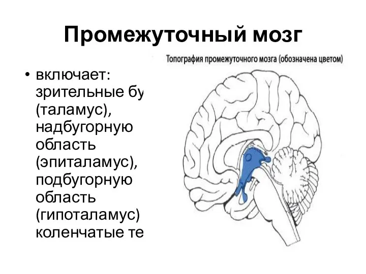 Промежуточный мозг включает: зрительные бугры (таламус), надбугорную область (эпиталамус), подбугорную область (гипоталамус) и коленчатые тела.