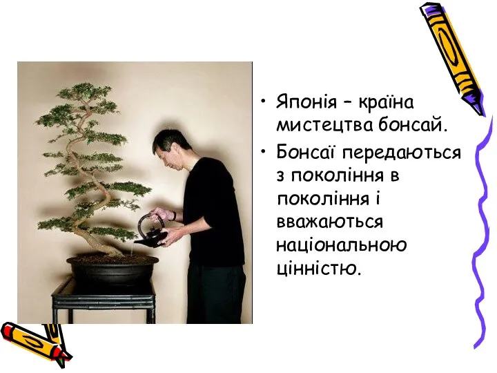 Японія – країна мистецтва бонсай. Бонсаї передаються з покоління в покоління і вважаються національною цінністю.