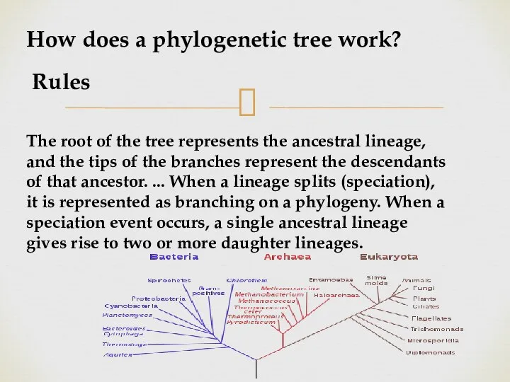How does a phylogenetic tree work? Rules The root of the