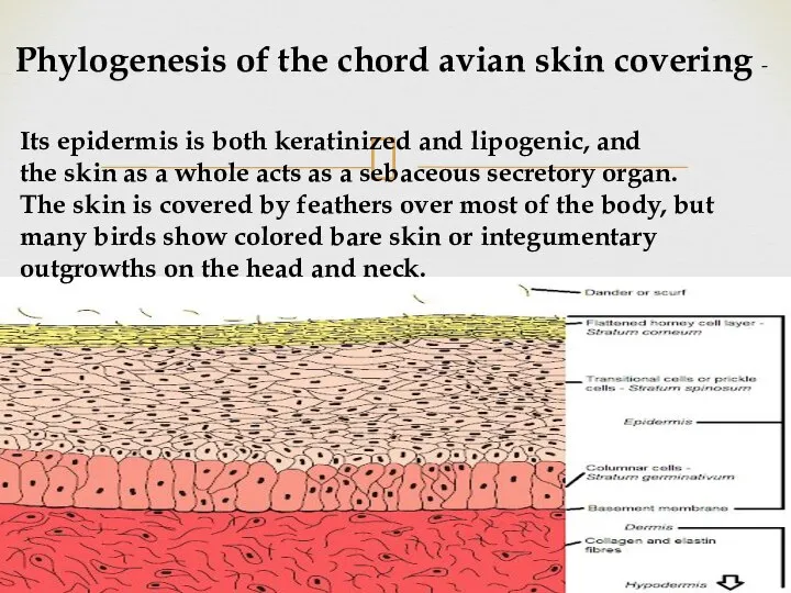 Phylogenesis of the chord avian skin covering - Its epidermis is