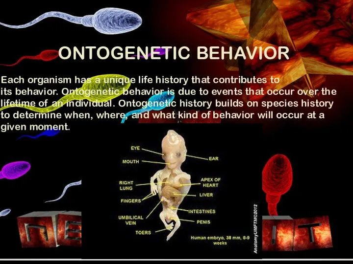 ONTOGENETIC BEHAVIOR Each organism has a unique life history that contributes