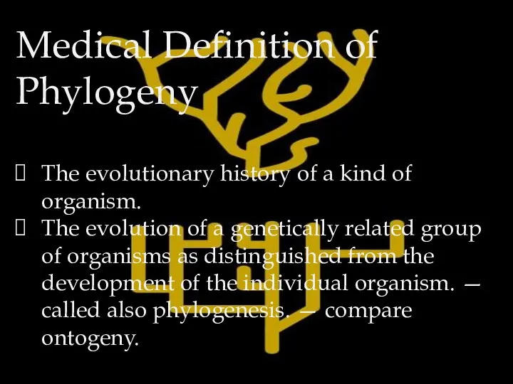 Medical Definition of Phylogeny The evolutionary history of a kind of