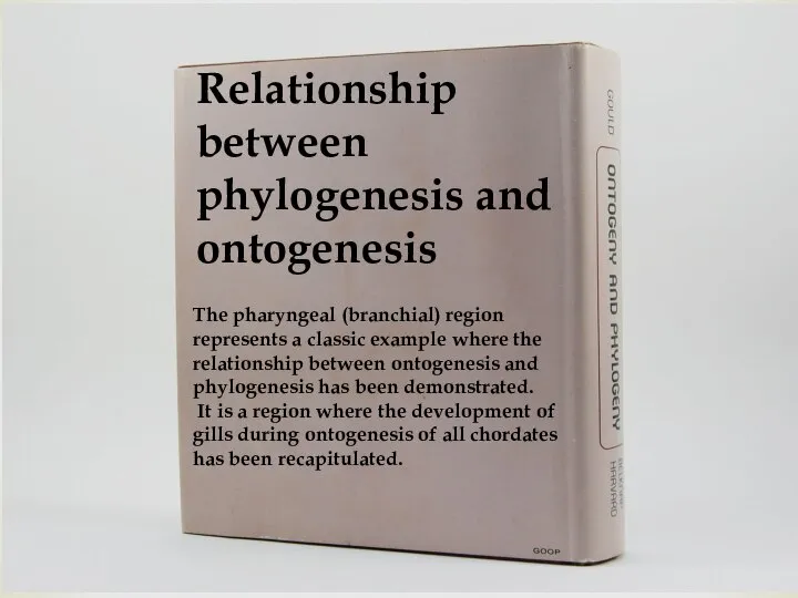 Relationship between phylogenesis and ontogenesis The pharyngeal (branchial) region represents a