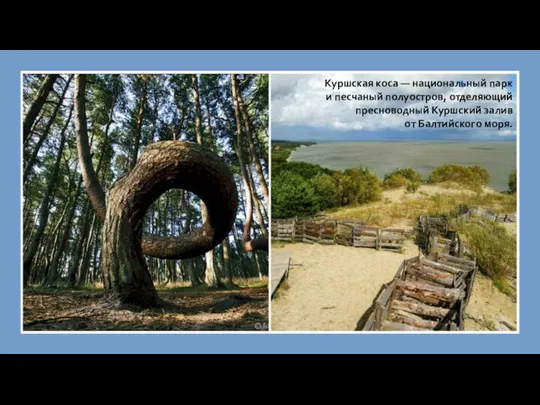 Куршская коса — национальный парк и песчаный полуостров, отделяющий пресноводный Куршский залив от Балтийского моря.