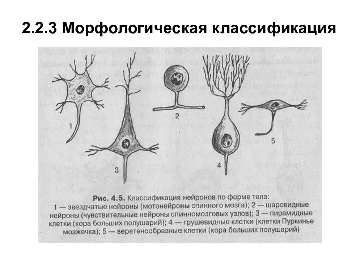 2.2.3 Морфологическая классификация