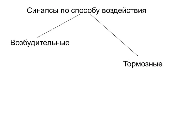 Синапсы по способу воздействия Возбудительные Тормозные