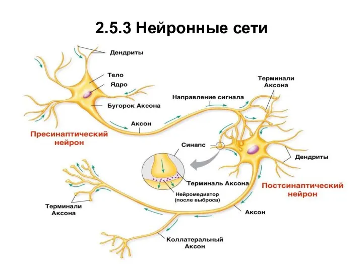 2.5.3 Нейронные сети