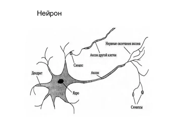 Нейрон