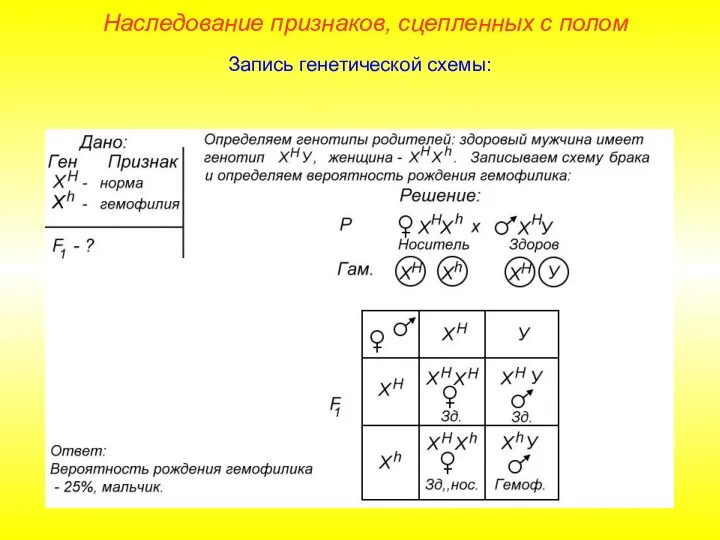 Наследование признаков, сцепленных с полом Запись генетической схемы: