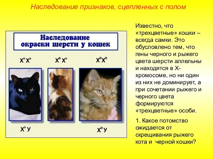 Наследование признаков, сцепленных с полом Известно, что «трехцветные» кошки – всегда