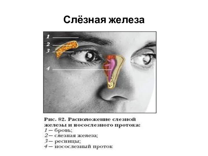 Слёзная железа