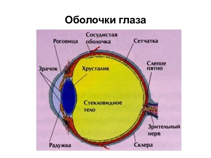 Оболочки глаза