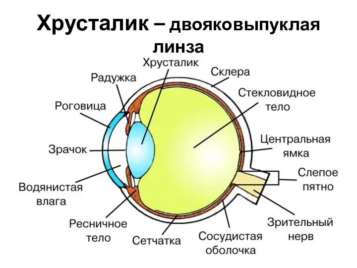 Хрусталик – двояковыпуклая линза