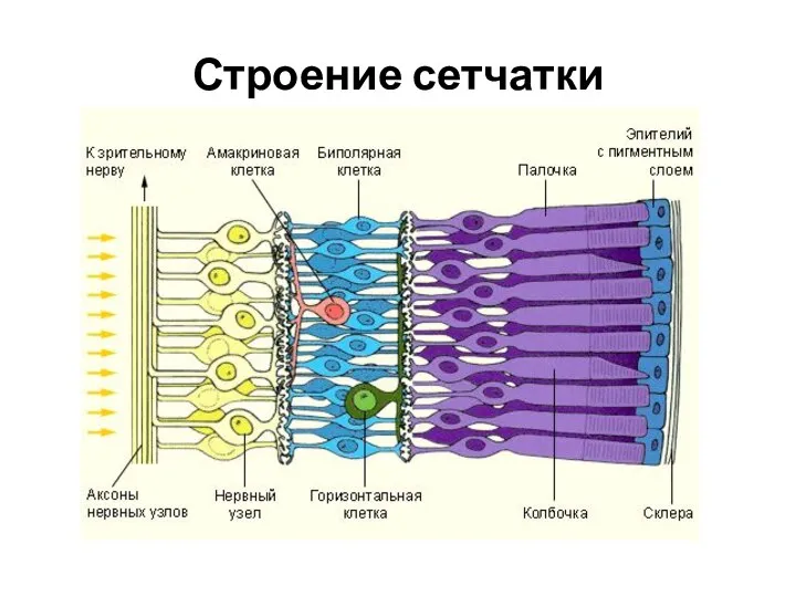 Строение сетчатки