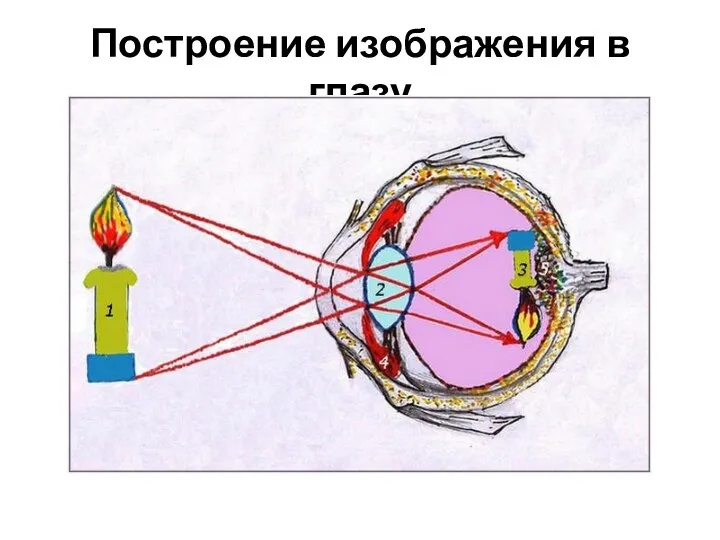 Построение изображения в глазу