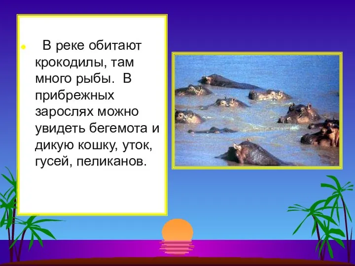 В реке обитают крокодилы, там много рыбы. В прибрежных зарослях можно