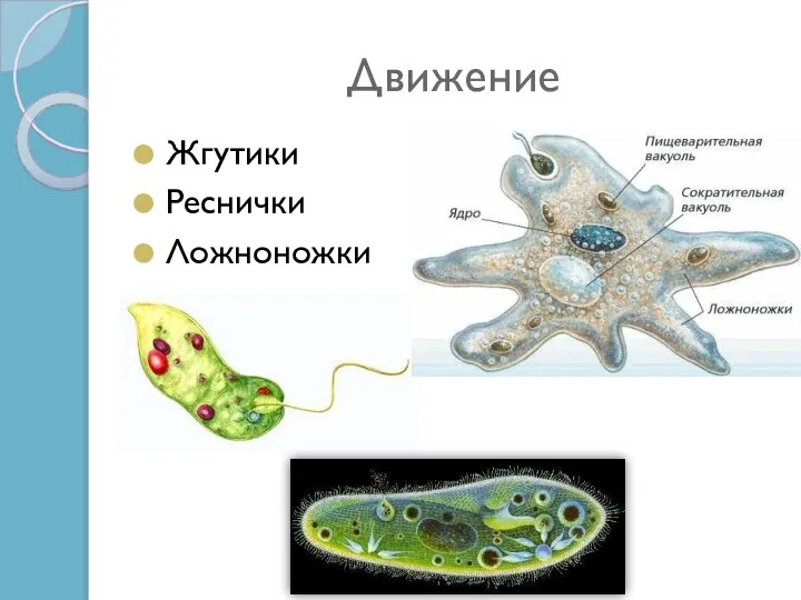 Движение Жгутики Реснички Ложноножки