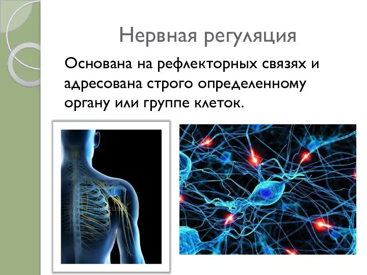 Нервная регуляция Основана на рефлекторных связях и адресована строго определенному органу или группе клеток.