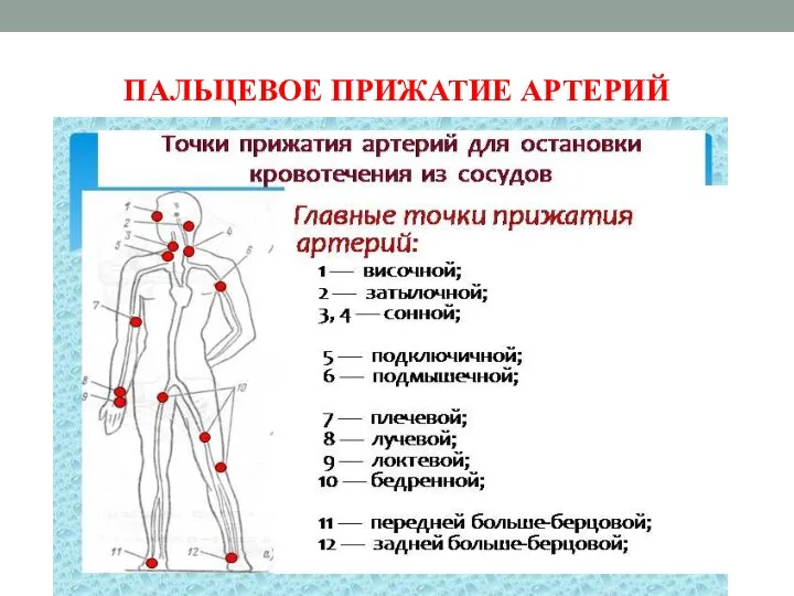 ПАЛЬЦЕВОЕ ПРИЖАТИЕ АРТЕРИЙ