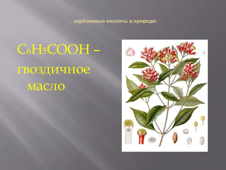 …карбоновые кислоты в природе: С6Н5СООН – гвоздичное масло