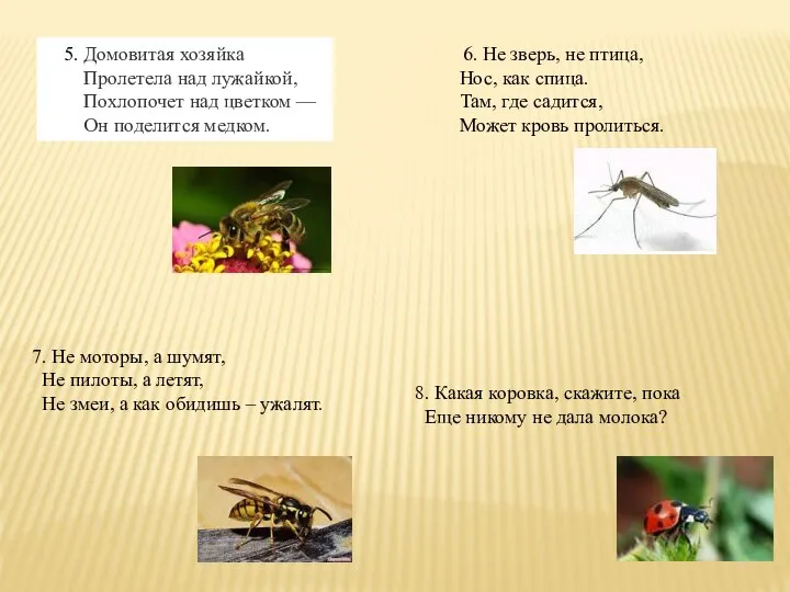 5. Домовитая хозяйка Пролетела над лужайкой, Похлопочет над цветком — Он