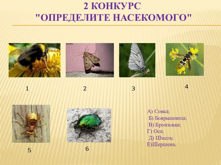 2 КОНКУРС "ОПРЕДЕЛИТЕ НАСЕКОМОГО" А) Совка; Б) Боярышница; В) Бронзовка; Г)