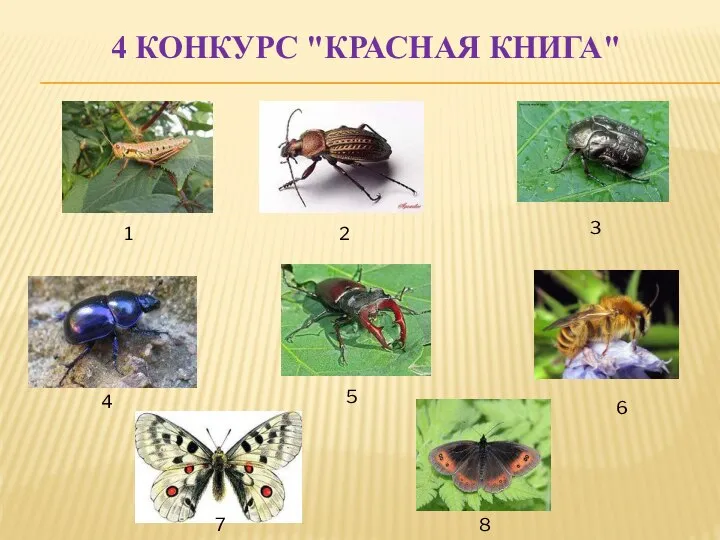 4 КОНКУРС "КРАСНАЯ КНИГА" 1 2 3 4 5 6 7 8