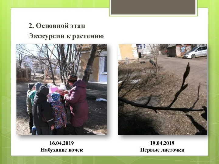 2. Основной этап Экскурсии к растению 16.04.2019 Набухание почек 19.04.2019 Первые листочки