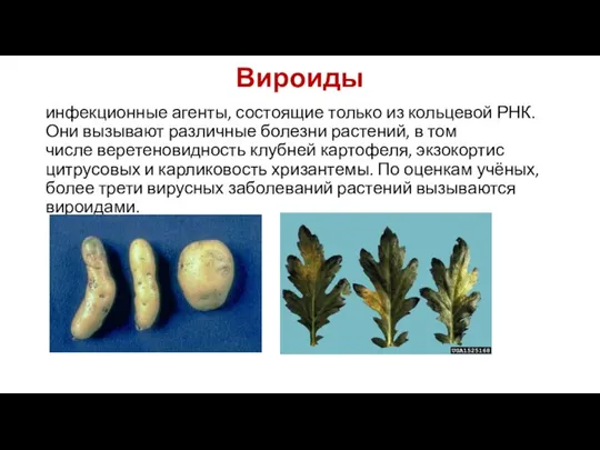 Вироиды инфекционные агенты, состоящие только из кольцевой РНК. Они вызывают различные