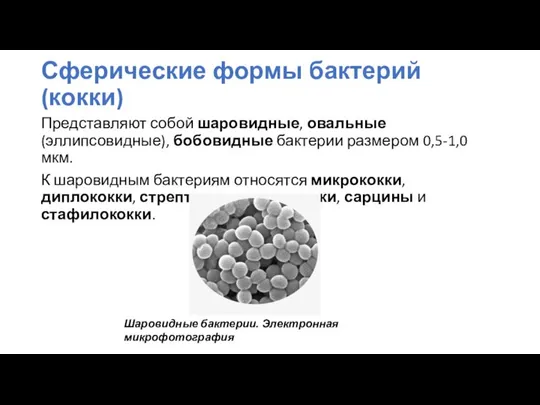 Сферические формы бактерий (кокки) Представляют собой шаровидные, овальные (эллипсовидные), бобовидные бактерии