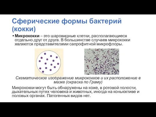 Микрококки – это шаровидные клетки, располагающиеся отдельно друг от друга. В