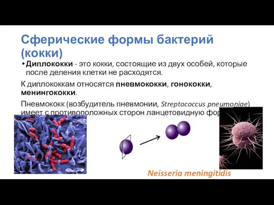 Диплококки - это кокки, состоящие из двух особей, которые после деления