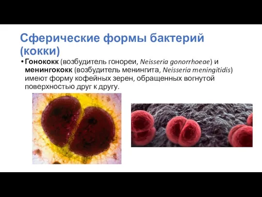 Гонококк (возбудитель гонореи, Neisseria gonorrhoeae) и менингококк (возбудитель менингита, Neisseria meningitidis)
